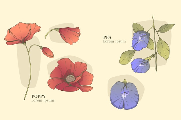 Kostenloser Vektor handgezeichnete botanische blumenkarte