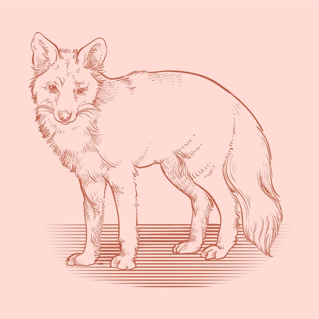 Kostenloser Vektor handgezeichnete fuchs-umrissillustration