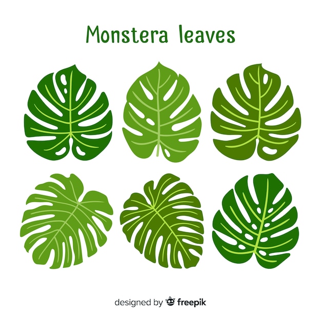 Handgezeichnete Monstera Blätter