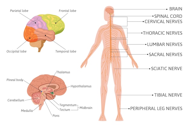 Kostenloser Vektor infografiken des menschlichen nervensystems