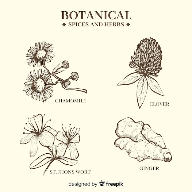 Kostenlose Vektor realistische hand gezeichnete botanische gewürze und kräuter