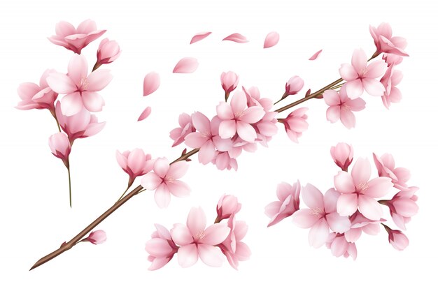 Realistischer Satz der schönen Sakura verzweigt Blumen- und Blütenblattillustration