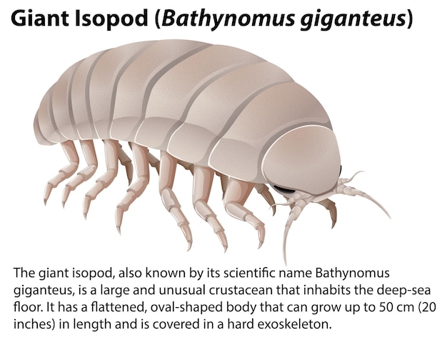 Kostenlose Vektor riesenisopode bathynomus giganteus mit informativem text