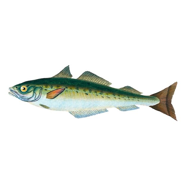 Kostenlose Vektor vintage fisch illustration