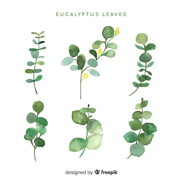 Aquarell Eukalyptus-Blätter-Pack