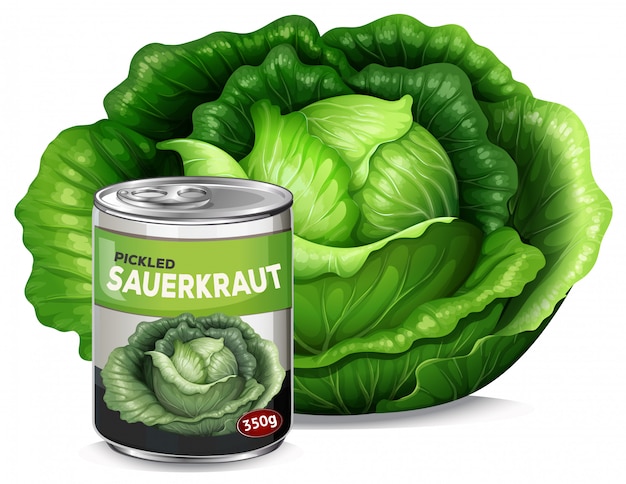 Vektor ein frischer kohl und eine dose sauerkraut