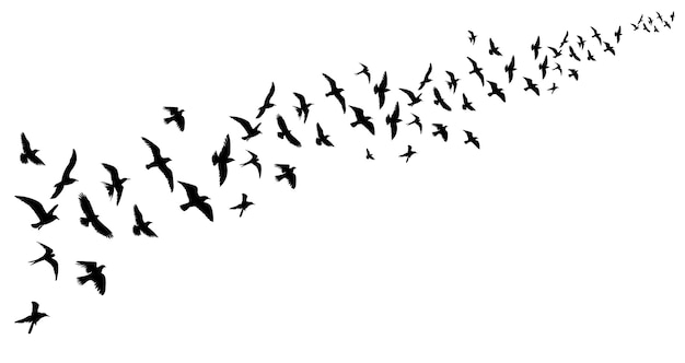 Fliegender Vogelschwarm, schwarze Silhouette, Vektor