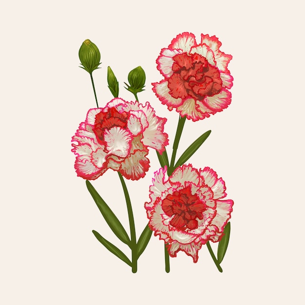 Illustrationszeichnung von Dianthus caryophyllus