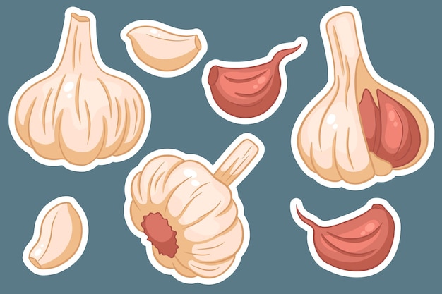 Knoblauch-Set Kopf der Knoblauchzehen geschält und geschält In Cartoon-Stil Aufkleber Vektor-Illustration für Design und Dekoration