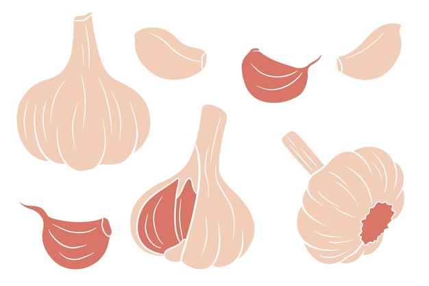 Knoblauch-Set Kopf der Knoblauchzehen geschält und geschält In einer Cartoon-Stil-Vektor-Illustration für Design und Dekoration