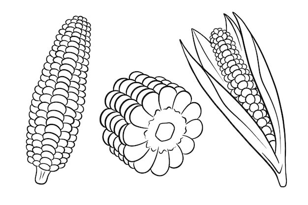 Mais-Set. Frische Maiskolben mit und ohne Blätter. Im Linienstil. Vektorillustration für Design und Dekoration.