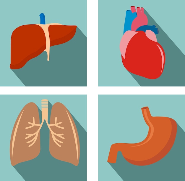 Satz von Organen Lunge Leber Herz Magen