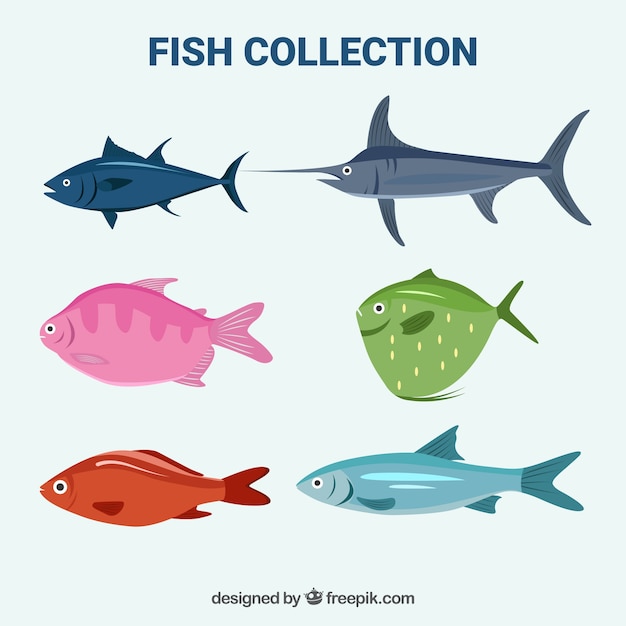 Set bunte Fische in der flachen Art