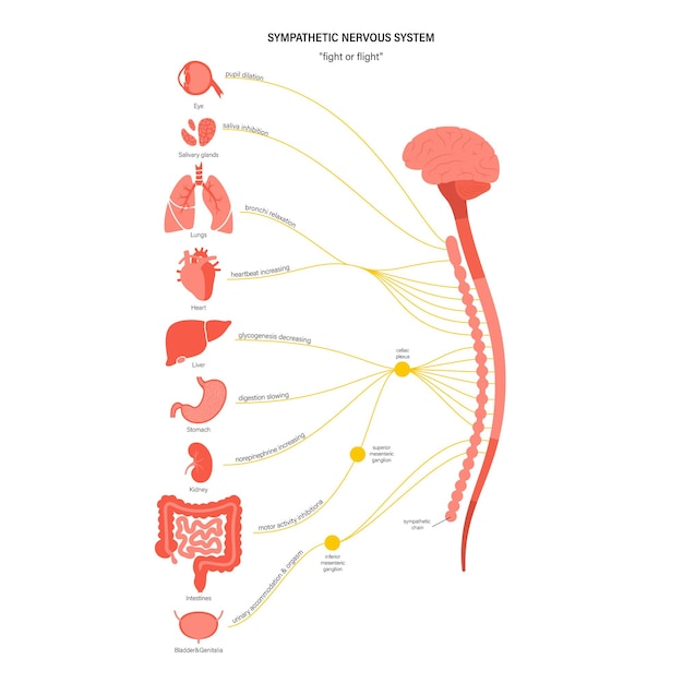 Symphatisches Nervensystem