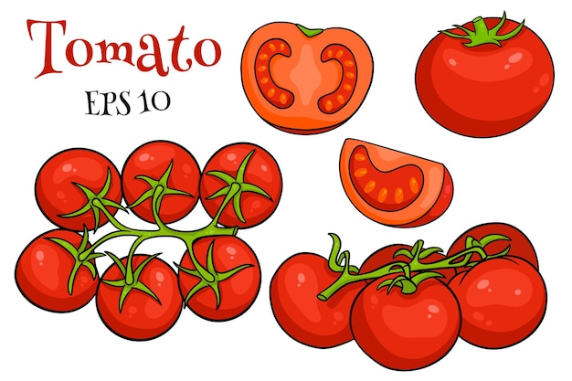 Tomaten eingestellt. Frische Tomaten, Tomaten auf einem Ast, anderthalb Keile. Im Cartoon-Stil. Vektorillustration für Design und Dekoration.