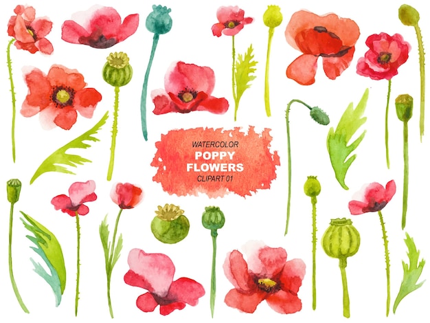 Vektor vektor aquarell gemalte mohnblumen clipart hand gezeichnet elemente isoliert auf weißem hintergrund