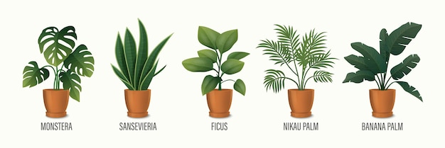 Vektor vektorhauspflanze im topf icon set monstera sansevieria banana palm ficus rhopalostylis nikau palm in topf isoliert auf weißen hauspflanzen sammlung innenpflanzen vektorillustration