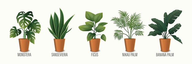 Vektor vektorhauspflanze im topf icon set monstera sansevieria banana palm ficus rhopalostylis nikau palm in topf isoliert auf weißen hauspflanzen sammlung innenpflanzen vektorillustration