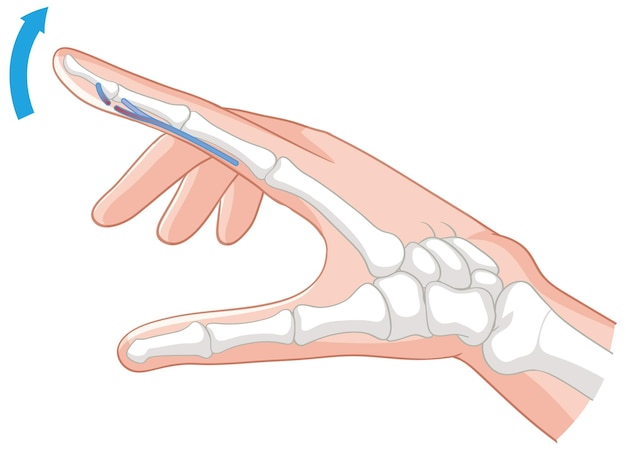 Vetor grátis anatomia da flexão dos dedos