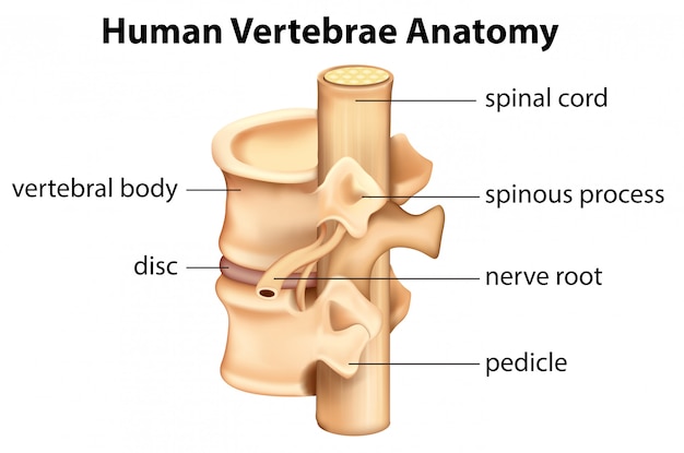 Vetor grátis anatomia das vértebras humanas