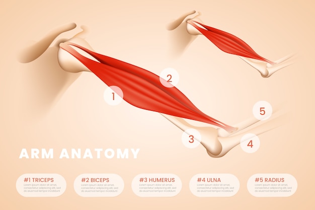 Vetor grátis anatomia do braço modelo infográfico médica