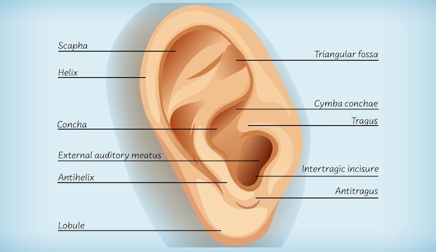 Vetor grátis anatomia do ouvido externo