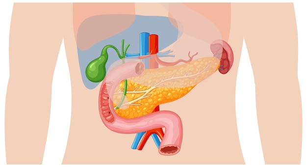 Vetor grátis anatomia do sistema digestivo humano