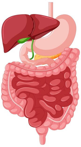 Anatomia do trato gastrointestinal para educação