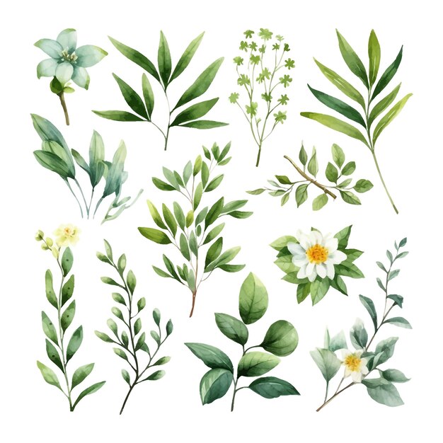 Clipart de ilustração de folhas florais em aquarela desenhadas à mão