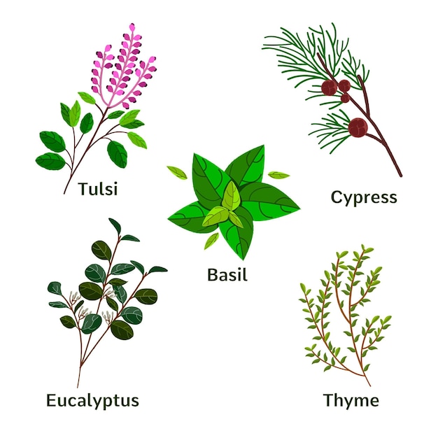 Vetor grátis coleção de ervas de óleo essencial desenhada à mão