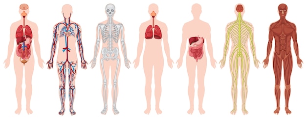 Conjunto de corpo humano e anatomia