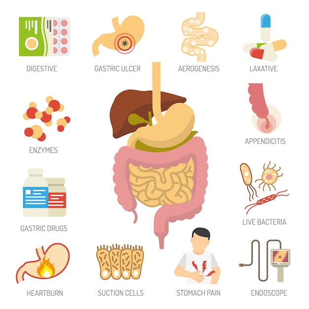 Conjunto de ícones do sistema digestivo