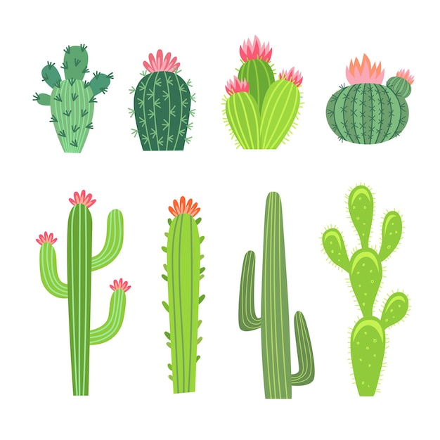 Conjunto de ilustrações de cactos grandes e pequenos. Coleção de cactos, plantas tropicais espinhosas com flores ou flores, suculentas do Arizona ou do México isoladas no branco