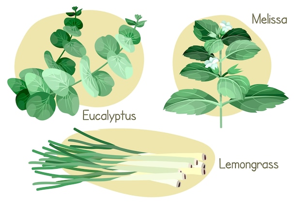 Vetor grátis conjunto de óleo essencial de erva verde