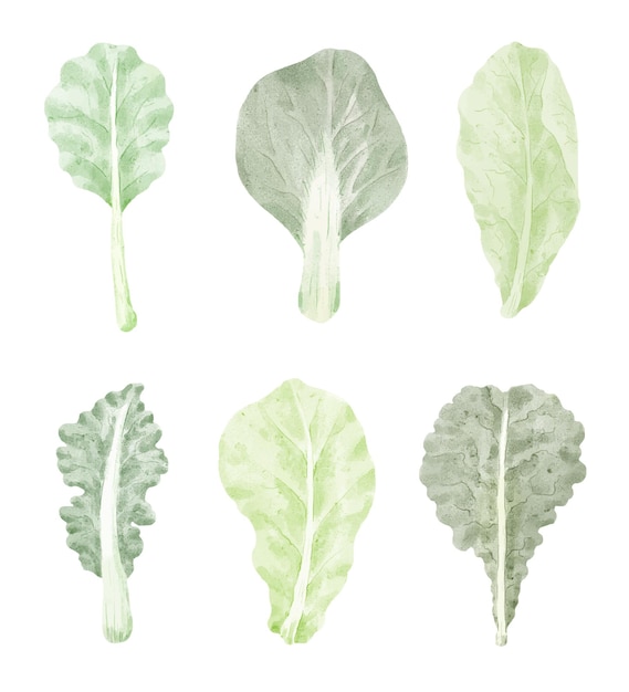 Vetor grátis desenhos animados de vegetais de folhas de couve isolado em estilo aquarela.