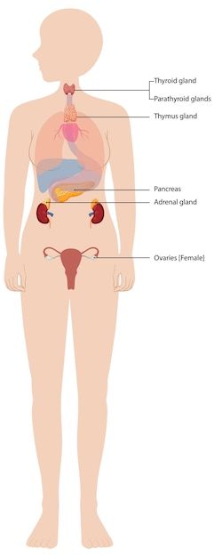 Vetor grátis diagrama do sistema endocrino humano