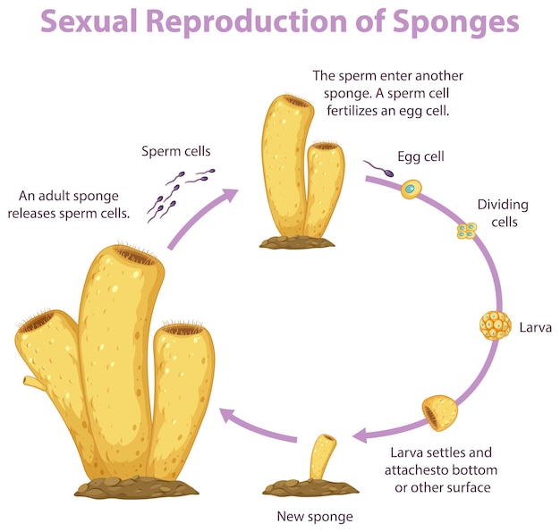 Vetor grátis diagrama mostrando a reprodução em esponjas