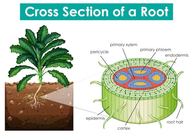 Vetor grátis diagrama mostrando a seção transversal de uma raiz