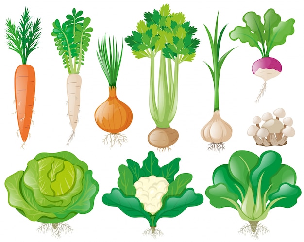 Diferentes tipos de vegetais