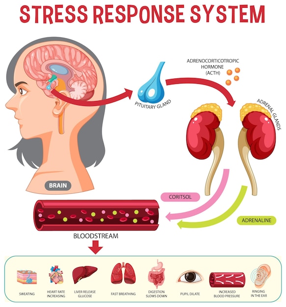 Vetor grátis esquema do sistema de resposta ao estresse