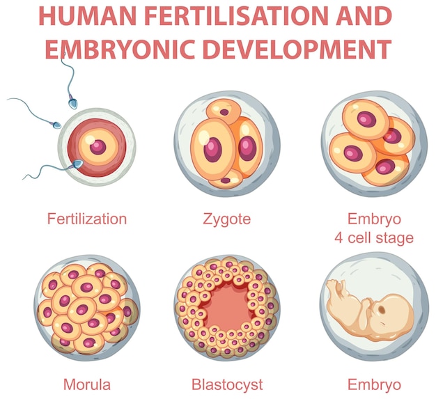 Vetor grátis fertilização humana e desenvolvimento embrionário em infografia humana