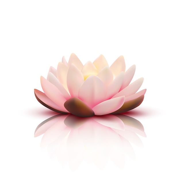 Flor isolada de lótus com pétalas de rosa luz com reflexo na ilustração em vetor 3d fundo branco