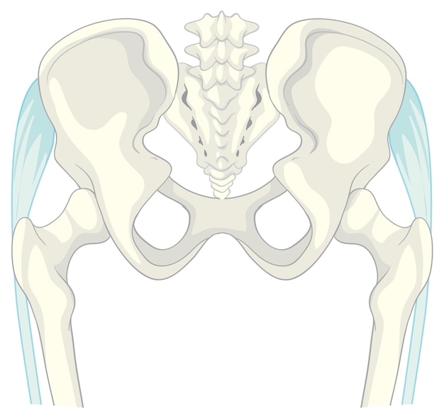 Vetor grátis ilustração da anatomia do osso pélvico humano