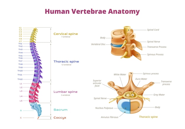 Vetor grátis infográficos de anatomia da medula espinhal de vértebras com zonas codificadas por cores da coluna vertebral e ilustração vetorial de imagens isoladas do osso espinhal