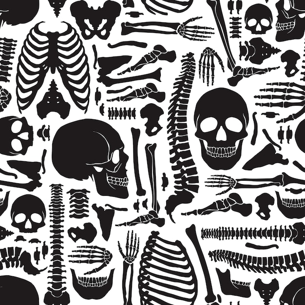 Padrão de esqueleto de ossos humanos
