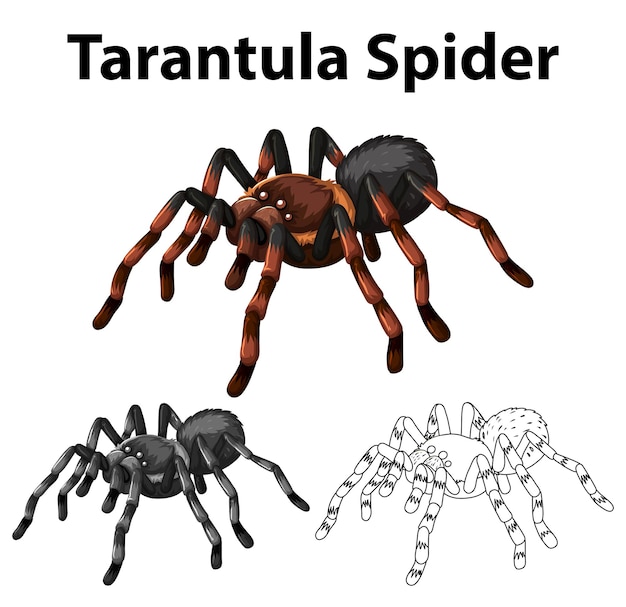 Vetor grátis personagem de rabisco para aranha tarântula