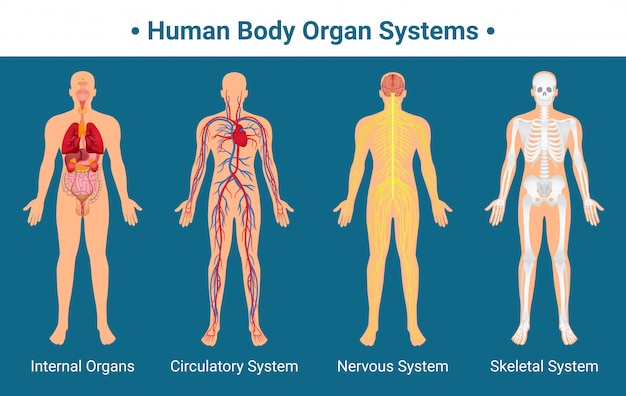 Pôster de sistemas de órgãos do corpo humano