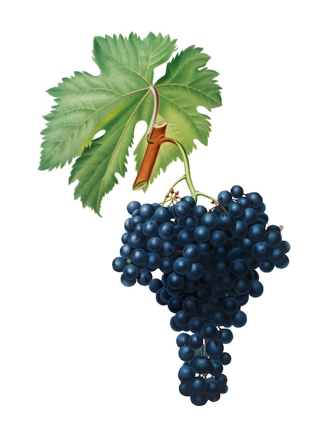 Vetor grátis uvas fuella da ilustração pomona italiana