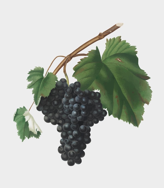 Vetor grátis uvas pretas de canaiolo da ilustração de pomona italiana