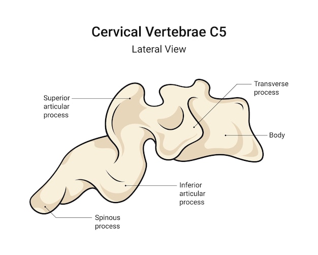 Vetor anatomia das vértebras cervicais c5 vista lateral